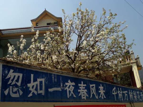 梨花