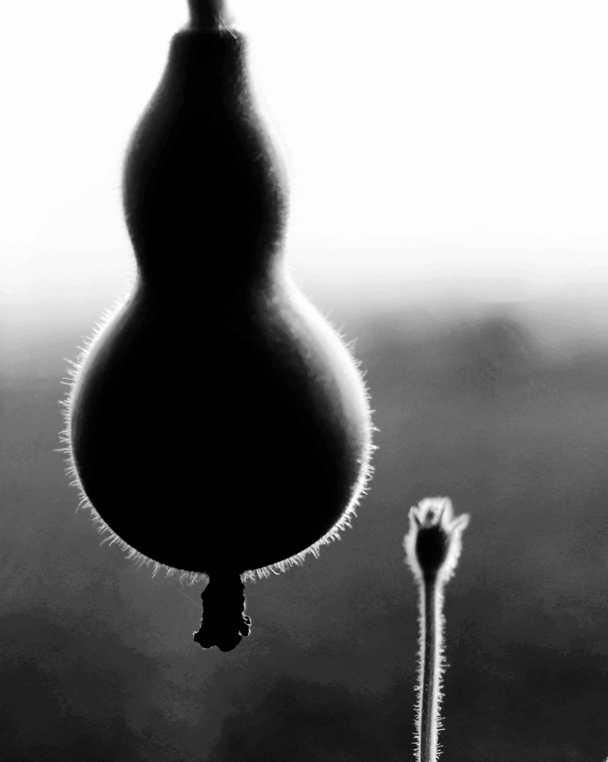 葫芦